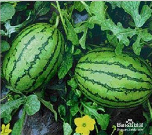 吃瓜网官网免费观看