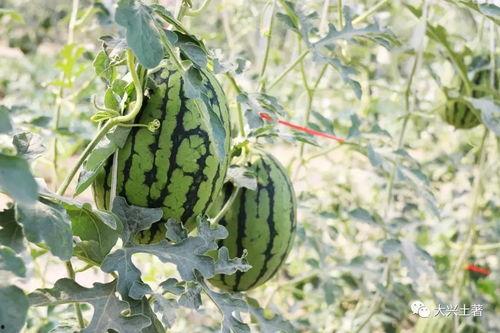 今日吃瓜热门大瓜必看大瓜网红,揭秘网红大瓜，吃瓜群众必看！